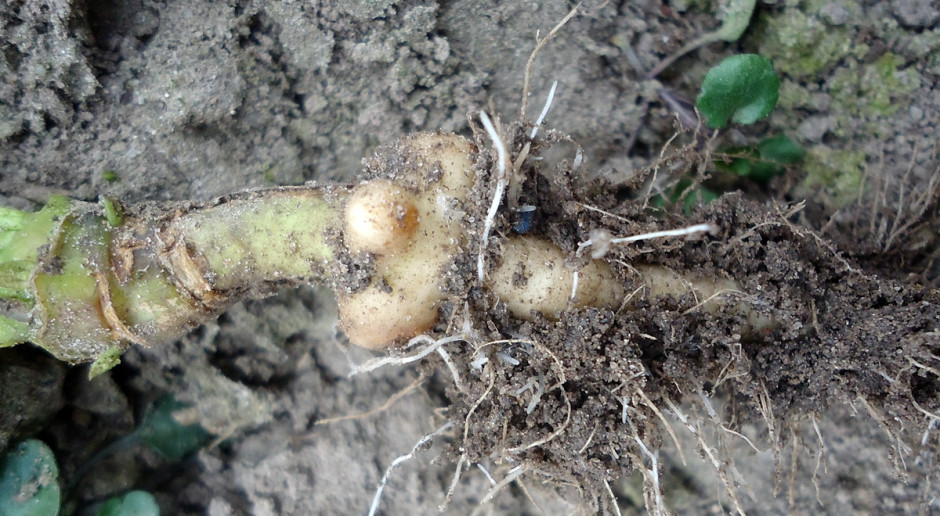 Obrazem uszkodzeń wyrządzonych przez larwy chowacza galasówka są charakterystyczne galasy; Fot. Anna Kobus Na plantacjach rzepaczanych pojawił się chowacz galasówek