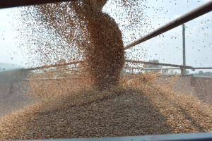 Egipt zmienia wymogi jakościowe dla importowanej pszenicy