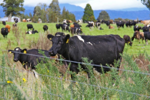 Nowa Zelandia: Fonterra zwiększyła zysk