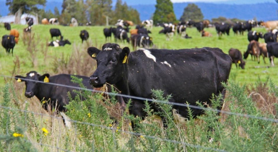 Fonterra podniosła cenę skupu kilograma suchej masy mlecznej do 5,25 dolara nowozelandzkiego za kg (Fot.pixabay.com) Nowa Zelandia: Fonterra zwiększyła zysk