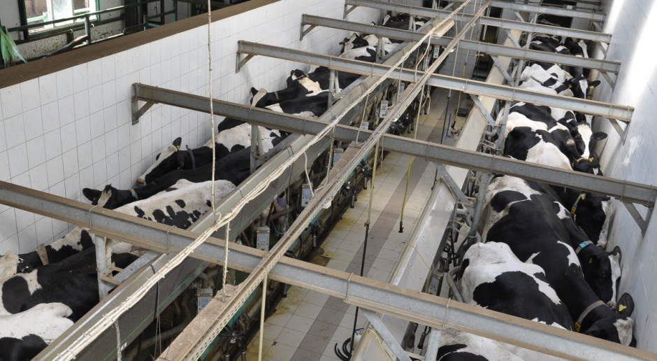 fot. A. Królak Rolnicy w UE deklarują ograniczenie produkcji mleka w zamian za 150 mln euro
