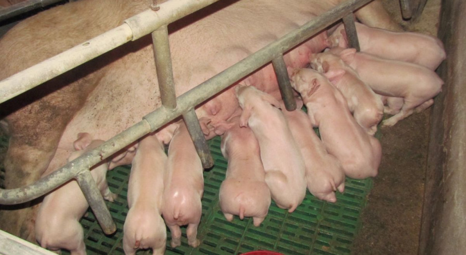Pasze dla loch karmiących mogą zawierać maksymalnie 5 proc. poekstrakcyjnej śruty rzepakowej; Fot. BW Śruta rzepakowa w żywieniu loch karmiących