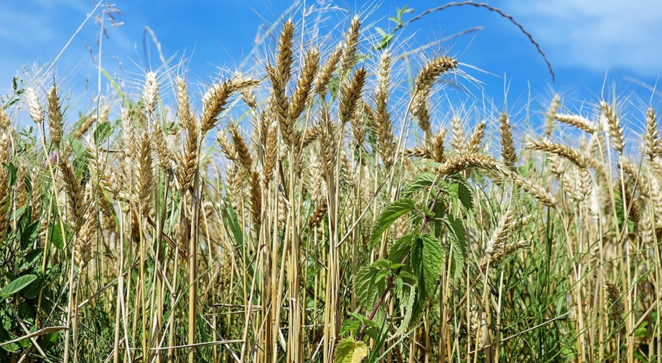 Ministerstwo Rolnictwa planuje rozwój rynków rolnych na najbliższe 4 lata; fot. pixabay Pozycja rynków rolnych wzrośnie?