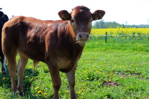 W skupach bydła trwa wyścig cenowy – ponad 17 zł za byka to dużo?