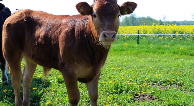 W skupach bydła trwa wyścig cenowy – ponad 17 zł za byka to dużo?