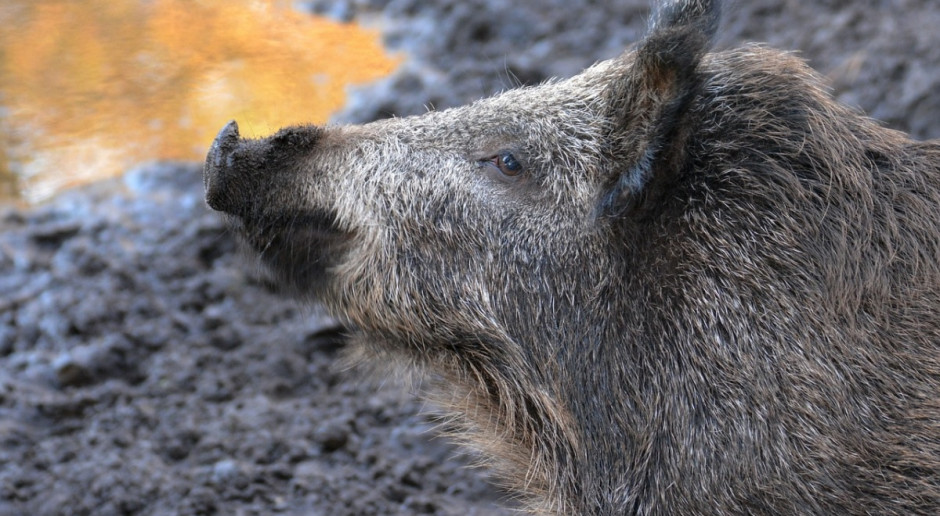 Obecność wirusa ASF potwierdzono u martwego dzika znalezionego na terenie powiatu monieckiego Fot. Pixabay.com Nowy przypadek ASF u dzików