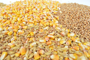 Giełdy krajowe: Ceny zbóż utrzymują się na zbliżonym poziomie