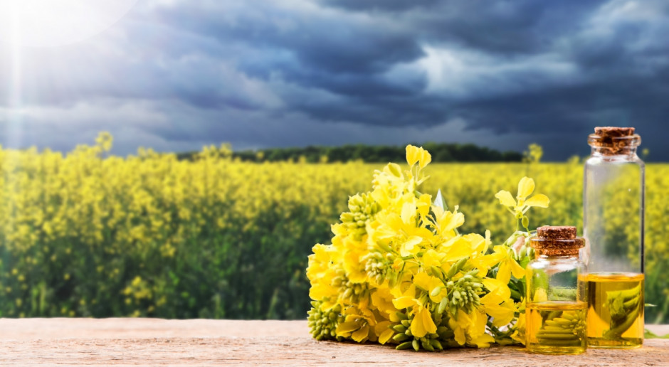 Fot. Shutterstock Branża olejowa krytykuje obniżenie Narodowego Celu Wskaźnikowego
