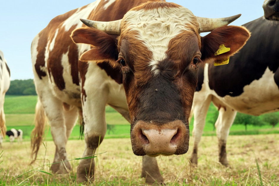 Polskie Zrzeszenie Producentów Bydła Mięsnego orgaznizuje serię szkoleń dla rolników zainteresowanych produkcją żywca wołowego; Fot pixabay.com