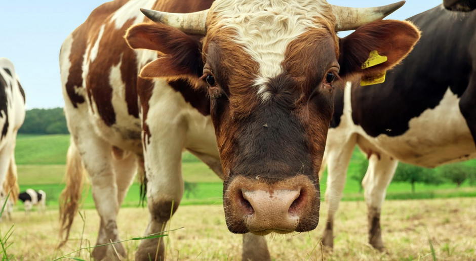 Polskie Zrzeszenie Producentów Bydła Mięsnego orgaznizuje serię szkoleń dla rolników zainteresowanych produkcją żywca wołowego; Fot pixabay.com PZPBM rusza z serią szkoleń dla producentów żywca wołowego