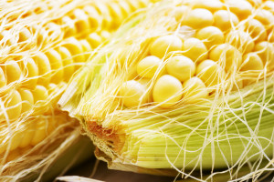 Producenci: Tegoroczne zbiory kukurydzy w Polsce na poziomie 3,5 mln ton