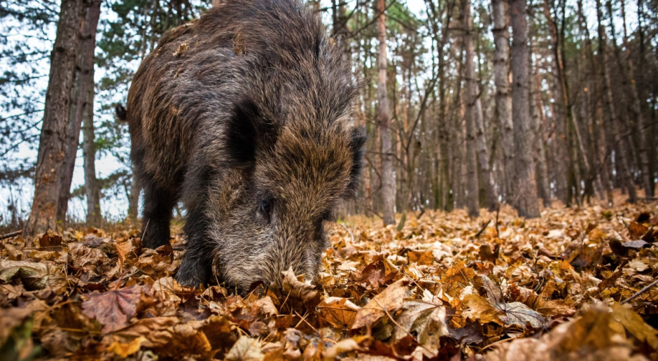 fot. shutterstock Zwalczamy ASF wspólnie z Białorusią…