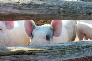 Wyraźny spadek cen skupu świń