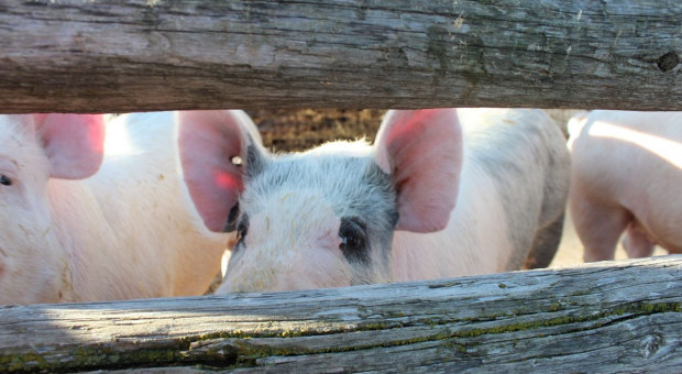 Wyraźny spadek cen skupu świń