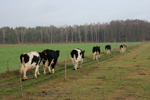 Holenderscy mleczarze dostaną więcej za mleko od krów żywionych pastwiskowo
