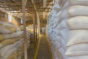 Kolejne 500 ton pszenicy sprzedane na Platformie Żywnościowej!