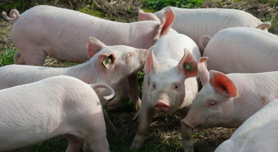 Każdy dzień bez możliwości sprzedaży zwierząt generuje dla rolników wymierne straty; Fot. Pixabay.com KZP-PTCh apeluje o pomoc dla producentów świń ze stref występowania ASF