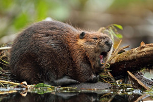 Plany odstrzału 3 tys. bobrów na Podlasiu - ekolodzy protestują