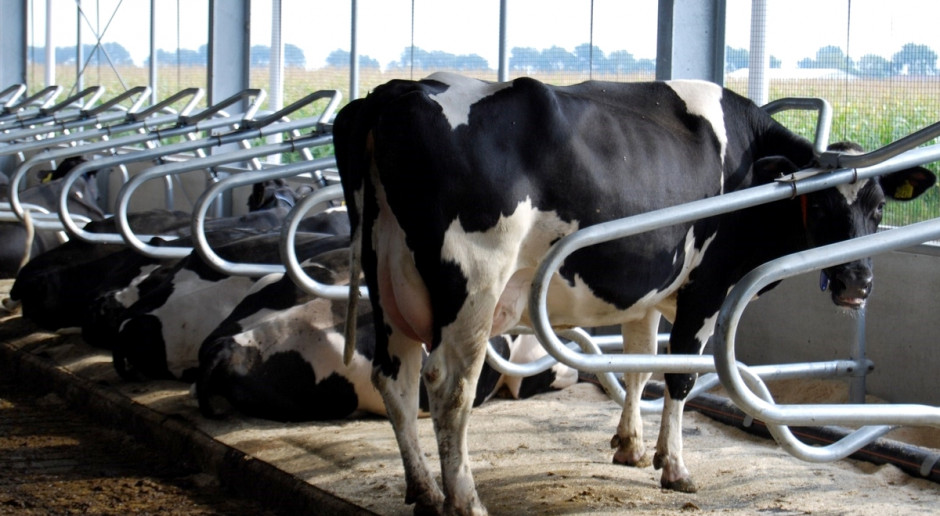 Łóżka wodne to innowacyjny system zapewniający wysoki poziom komfortu krów; Fot. SmartAgro Wygodna alternatywa dla mat legowiskowych
