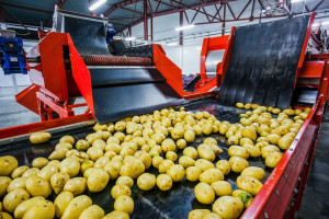 Ceny ziemniaków niskie, ale eksport je zwiększy