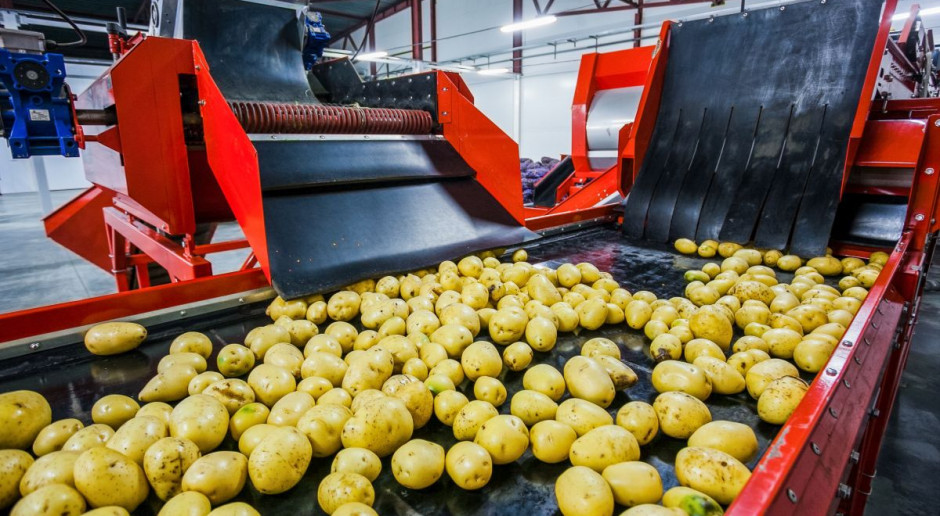 Ceny ziemniaków na poziomie producenta są nawet o 60-75 proc. niższe niż w Europie Zachodniej; Fot. Shutterstock Ceny ziemniaków niskie, ale eksport je zwiększy