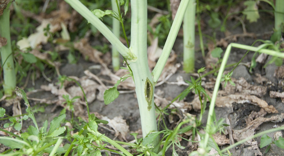 Objawy porażenia przez szkodniki łodygowe, można ich uniknąć stosując insektycydy w odpowiednim terminie; Fot. J.G. Nowy preparat do zwalczania szkodników – Inazuma 130 WG