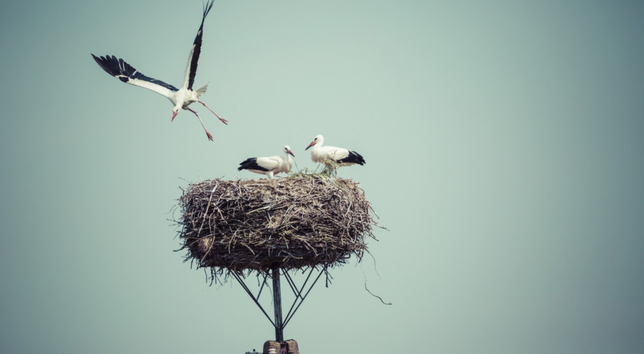Na projekt, który potrwa do końca lipca 2020 roku, jest 6 mln zł; pieniądze pochodzą z unijnego programu Life oraz od niemieckiej organizacji Vogelschutz Komitee e.V. Fot. Shutterstock Podlaskie: 6 mln zł na kilkuletni program ochrony bocianów białych