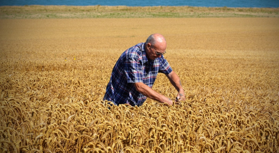 Tragicznie niskie zbiory zbóż we Francji