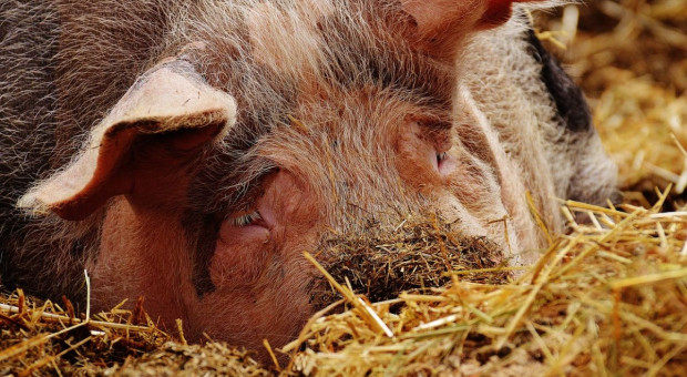 Kolejny tydzień spadków cen świń