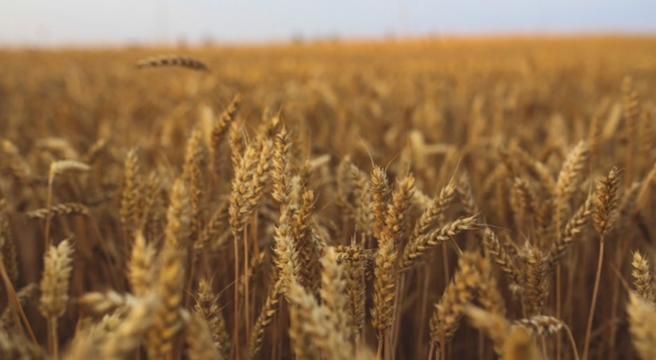 USDA obniżyło prognozy światowej produkcji pszenicy i zbóż paszowych w sezonie 2016/2017 (Fot.pixabay.com) USDA: Spadek szacunków światowej produkcji pszenicy i zbóż paszowych
