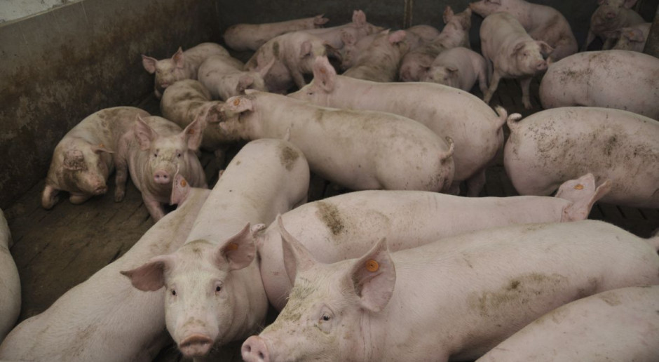 Integracja uczestników rynku pozwala utrzymać wysoką opłacalność produkcji tucznika Fot. A. Królak Integracja rynku niezbędnym elementem nowoczesnej produkcji tucznika