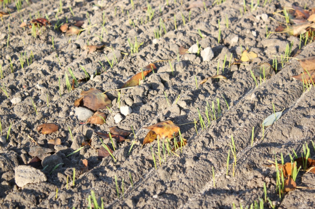 IUNG: w Polsce nie ma już suszy rolniczej