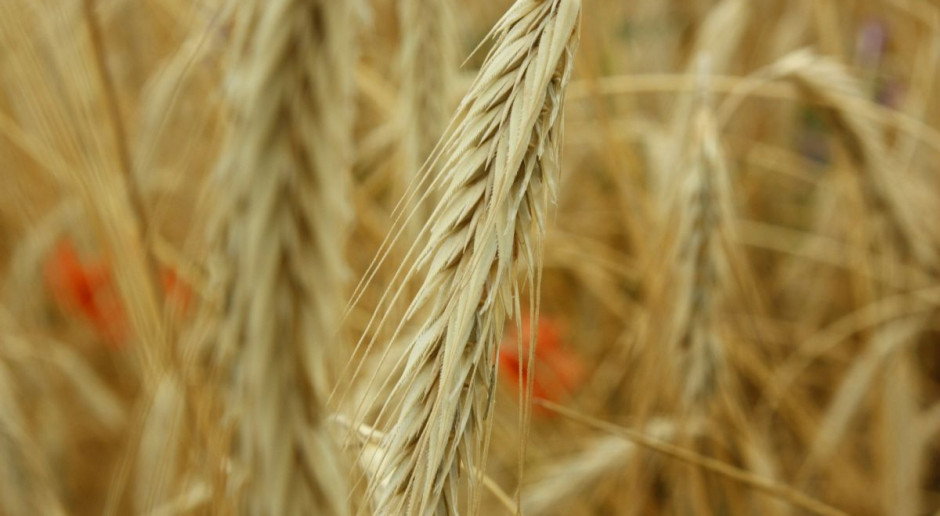 Fot. pixabay IERiGŻ: Ceny zbóż w sezonie 2016/17 niższe niż przed rokiem