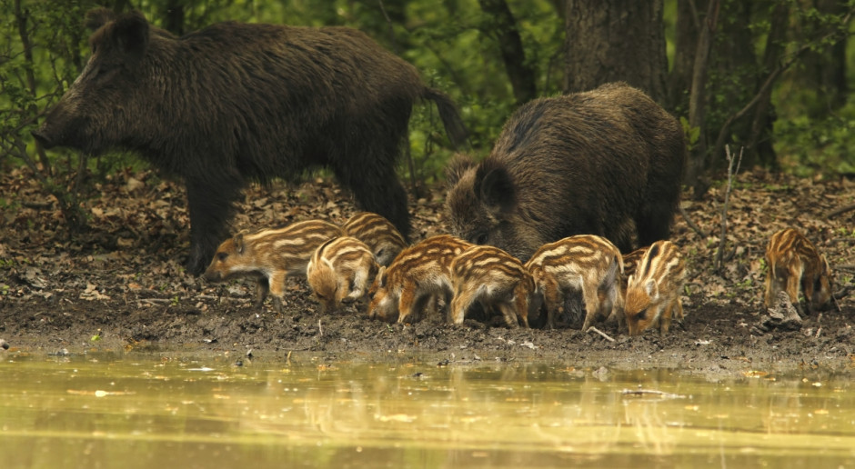 Fot. Shutterstock Do zwalczania ASF może być włączone wojsko