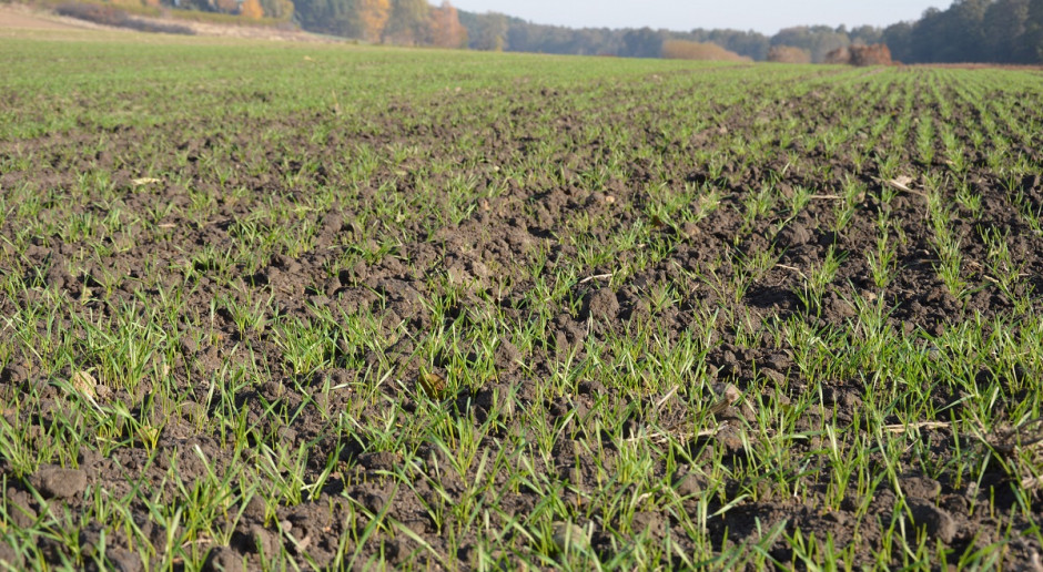 Łokaś garbatek atakuje zboża ozmie; Fot. Katarzyna Szulc Łokaś garbatek grasuje w zbożach