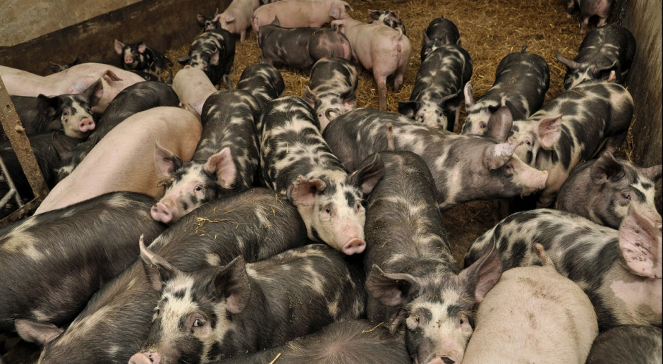 Produkcja żywca wieprzowego z roku na rok staje się coraz większym wyzwaniem. Zmienna opłacalność produkcji, coraz większa konkurencja ze strony zachodnich producentów, a w ostatnim czasie także problem ASF występującego w granicach Polski sprawia, że coraz więcej rolników, chcąc utrzymać swoją produkcję decyduje się na współpracę z zakładami mięsnymi; Fot. A. Królak Tylko z solidnym partnerem „Razem w Przyszłość”