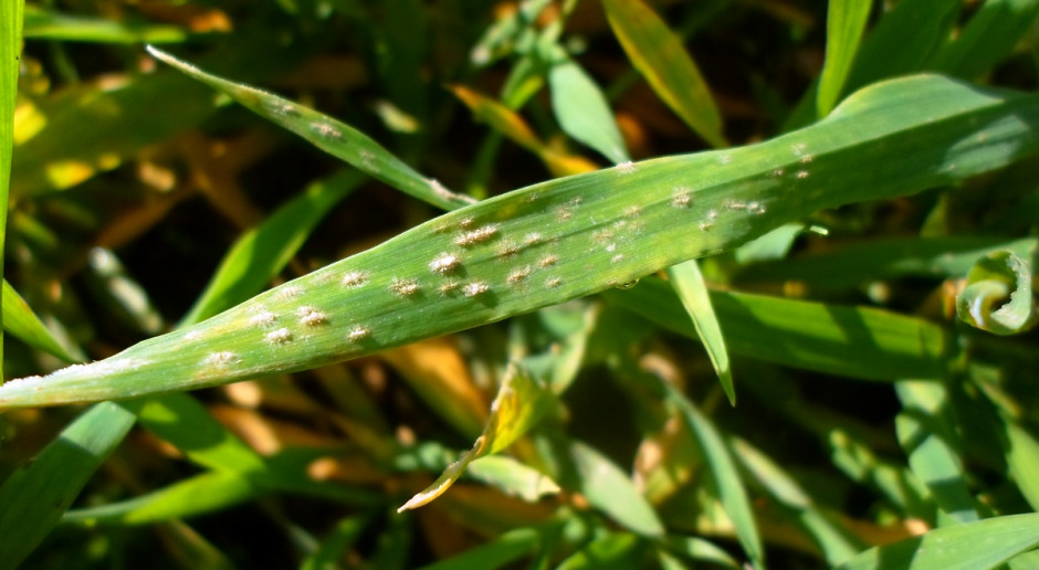 Jak donoszą producenci rolni, głownie na wcześnie zasianych plantacjach jęczmienia ozimego oraz pszenicy ozimej pojawił się mączniak ozimy zbóż i traw. Fot; Anna Kobus Mączniak prawdziwy zbóż i traw obecny głównie na wcześnie zasianych plantacjach
