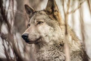 Martwy wilk w gminie Wisznice. Prokuratura wyjaśnia okoliczności