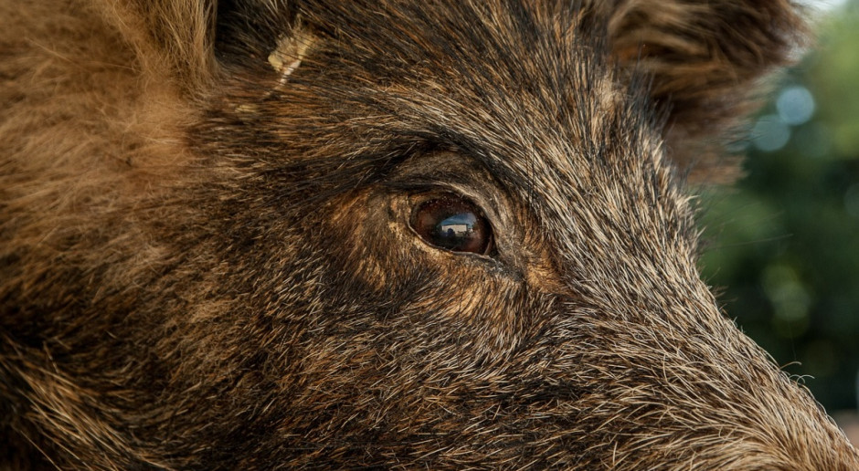 Największe zmiany to włączenie terenów powiatów monieckiego i grajewskiego do "niebieskiej" strefy Fot. Pixabay.com Kolejne zmiany regionalizacji w związku z występowaniem ASF