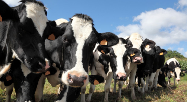 Australia: Eksport świeżego mleka samolotami do Chin