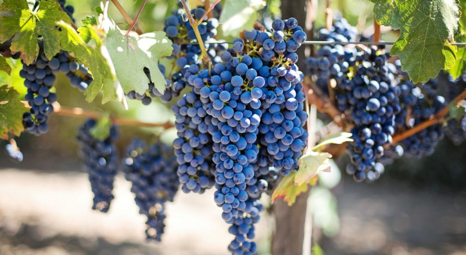 Winobranie na Podkarpaciu rozpoczęło się w połowie września i w niektórych winnicach trwało do końca października; Fot. pixabay Urodzajne winobranie na Podkarpaciu