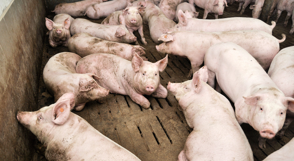 Dziś za optymalną uważa się mięsność na poziomie 56-58 proc. Wyższa mięsność nie jest wbrew pozorom zjawiskiem pozytywnym: zbyt niska zawartość tłuszczu śródmięśniowego pogarsza walory kulinarne mięsa, jak i jego wartość technologiczną. Mięsność zależy od żywienia