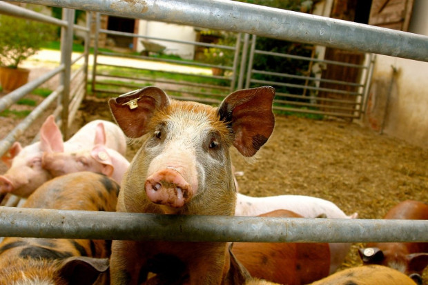 Jak przedstawia się struktura produkcji świń w kraju?