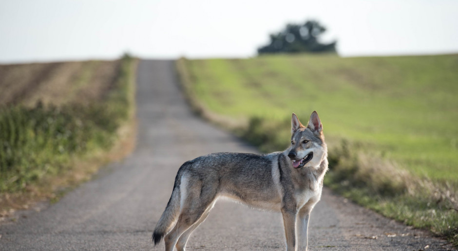 Fot. Shutterstock Warmińsko-mazurskie: Rolnicy dostaną fladry do ochrony zwierząt przed wilkami