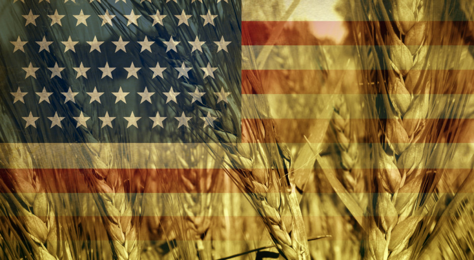 Fot. Shutterstock Ceny zbóż wzrosły, ale na rynkach zawirowania wywołane wyborami w USA