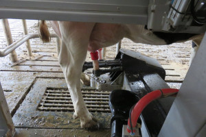 Szwajcaria: Nowa rekordzistka w produkcji mleka
