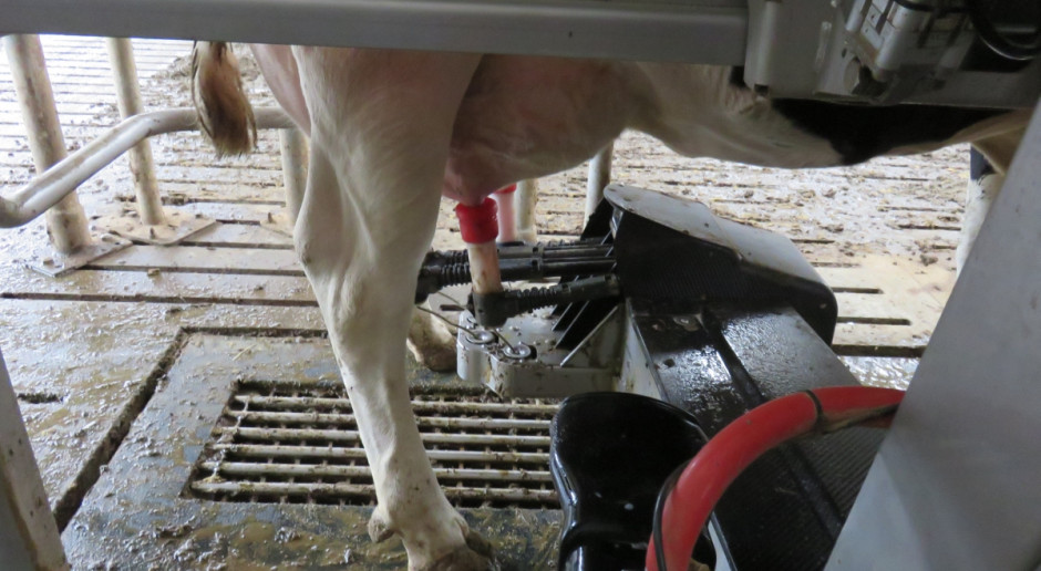 Szwajaria ma nową liderkę produkcyjności wśród żyjących krów mlecznych fot. Ł. Głuchowski Szwajcaria: Nowa rekordzistka w produkcji mleka