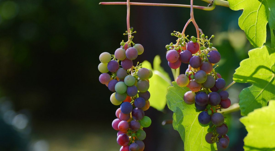 Lubuscy winiarze nie marnują czasu i część z nich już może pochwalić się młodym winem. Po okresie zbiorów rozpoczyna się praca w piwnicach; Fot. pixabay W piątek w Zaborze I Święto Lubuskiego Młodego Wina