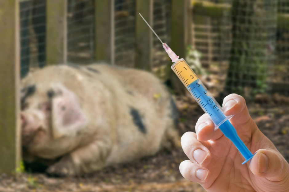 Substancja kandydująca na szczepionkę przeciwko wirusowi afrykańskiego pomoru świń z USA przeszła ważny test bezpieczeństwa; Fot Shutterstock