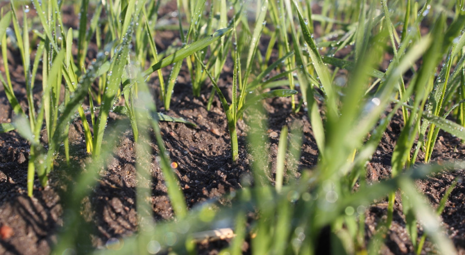 Opóźnione siewy i powolny rozwój zbóż w okresie jesiennym prawdopodobnie poskutkuje tym, że większość plantacji nie wejdzie przed nastaniem zimy w fazę krzewienia; Fot. Anna Kobus Czy pszenica ozima rozkrzewi się przed zimą?